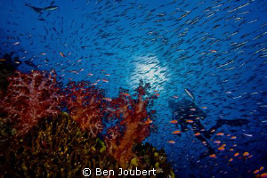 Diver seen through a wall of reef fish by Ben Joubert 